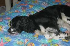 Distance healing for animals using cellular expansion energy medicine.